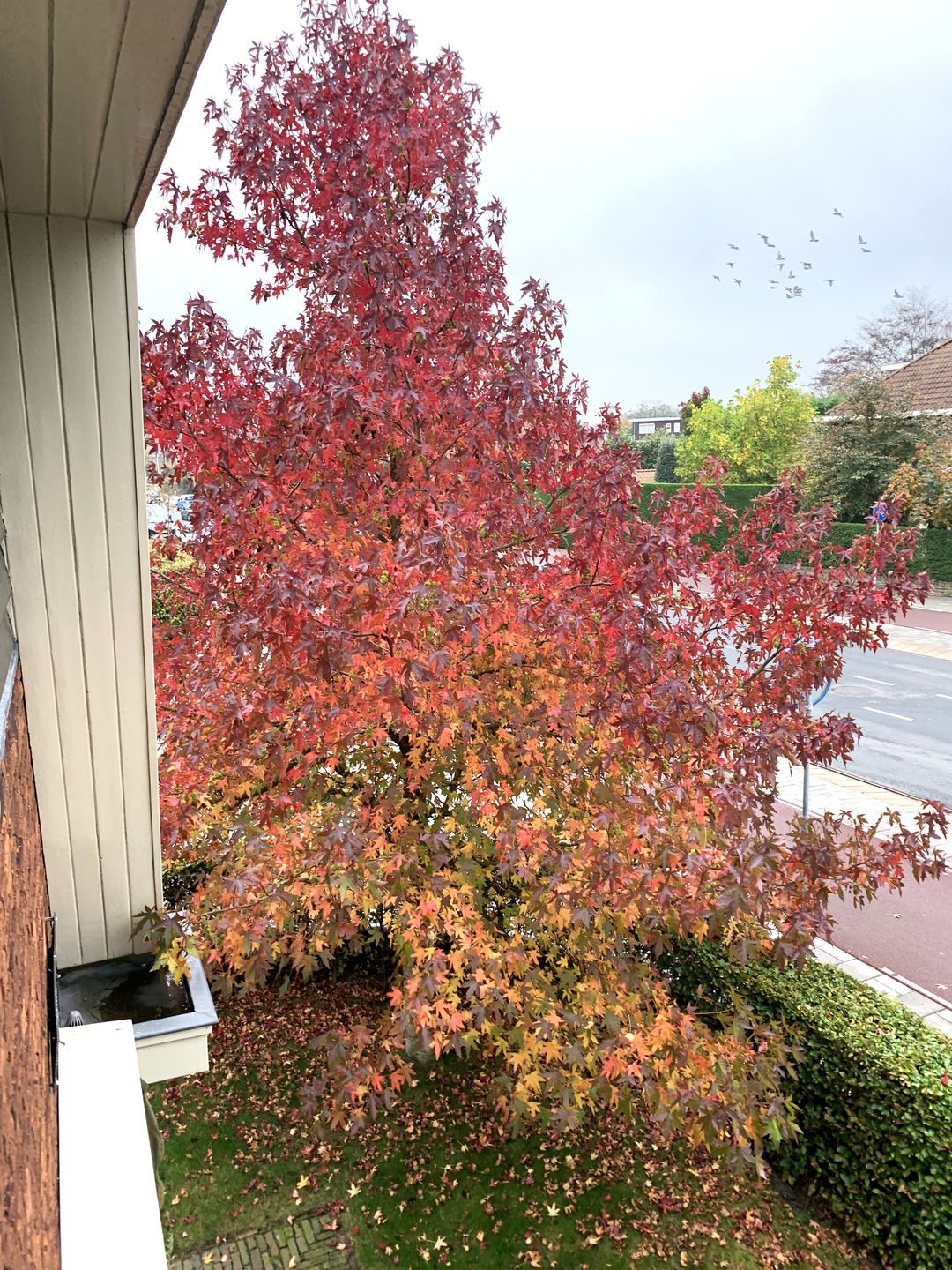 Foto 47 van Van den Vondellaan 33