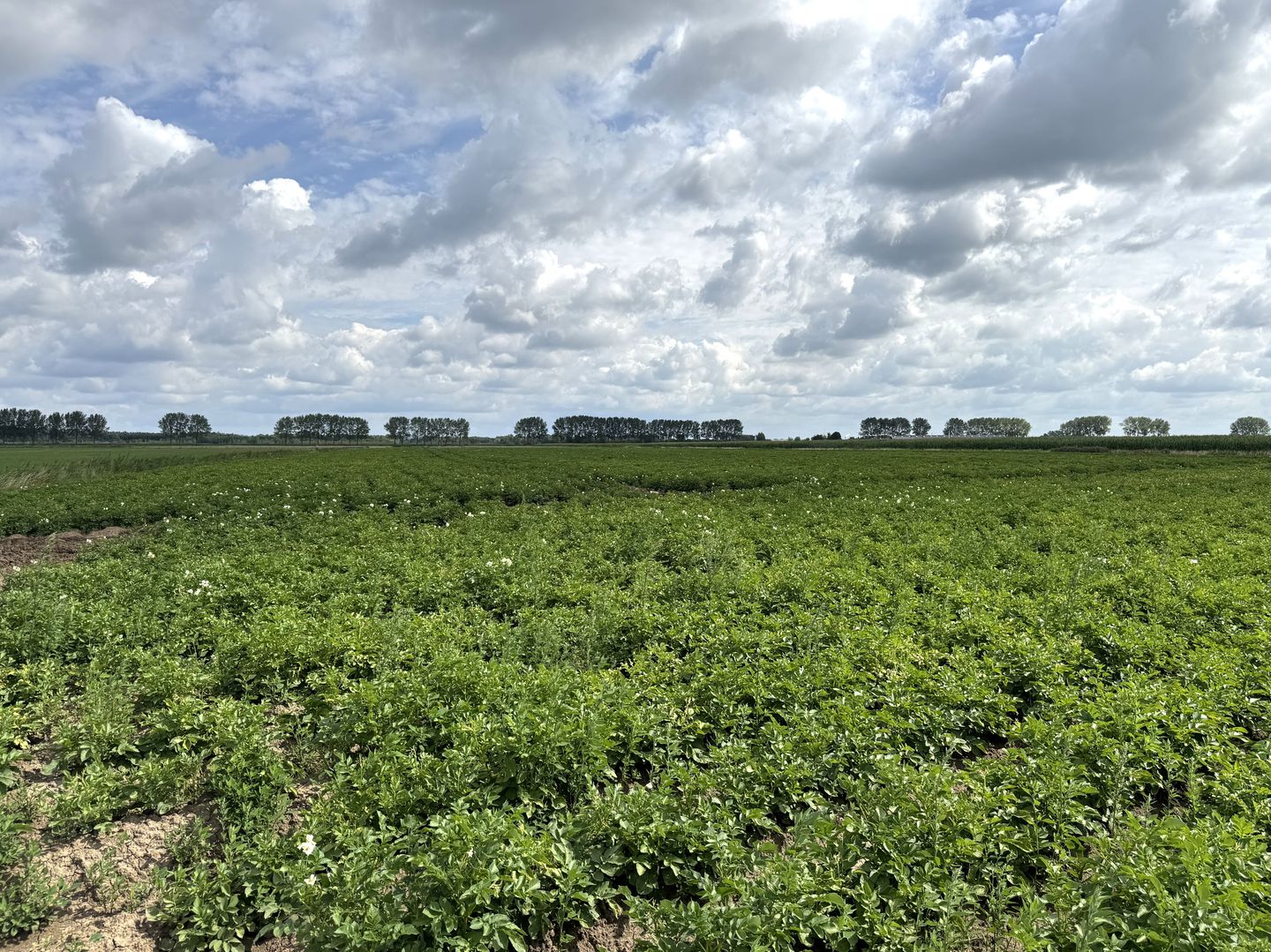 Bekijk foto 2 van Nieuwslag
