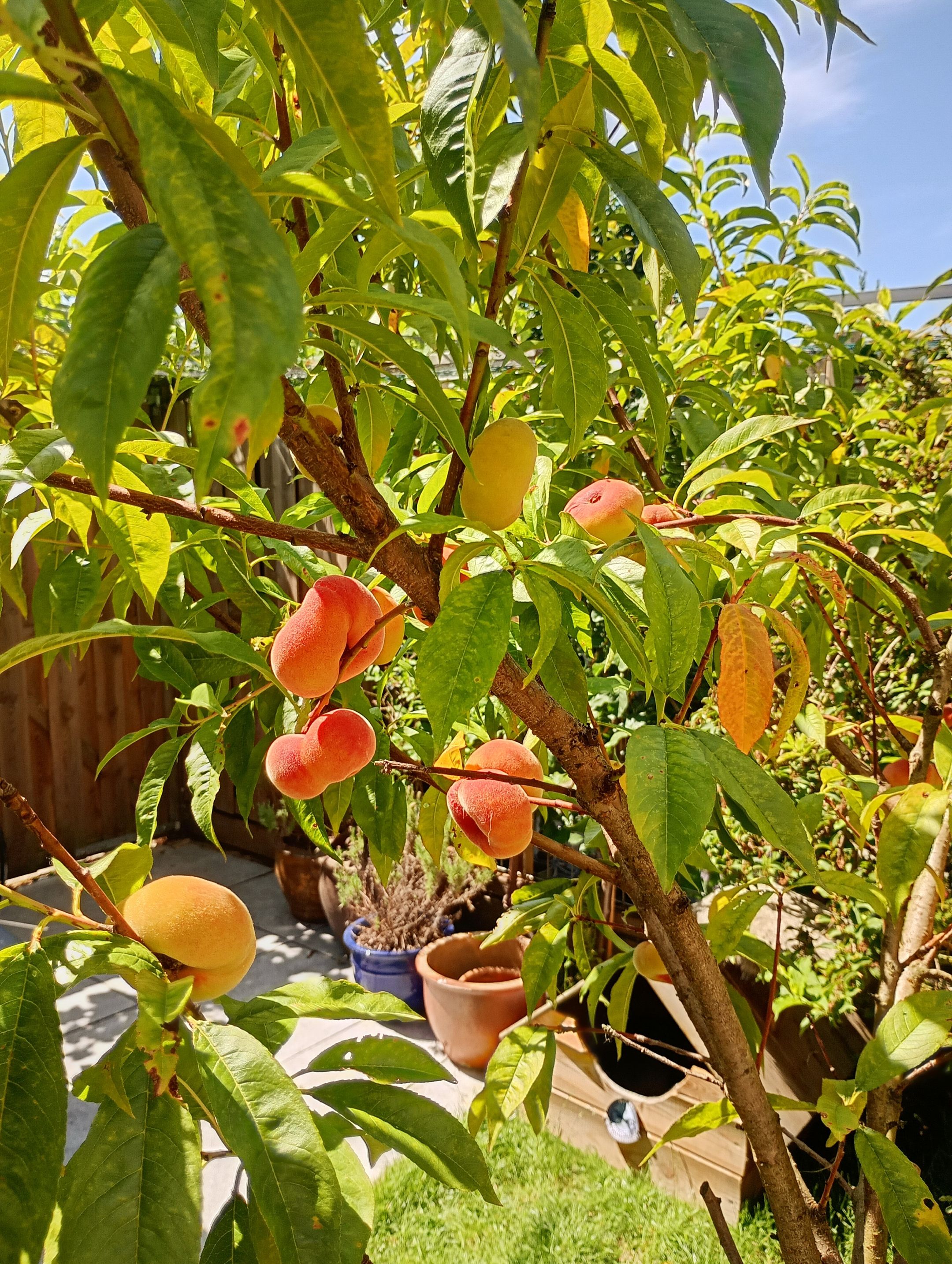 Foto 39 van Lupine 8