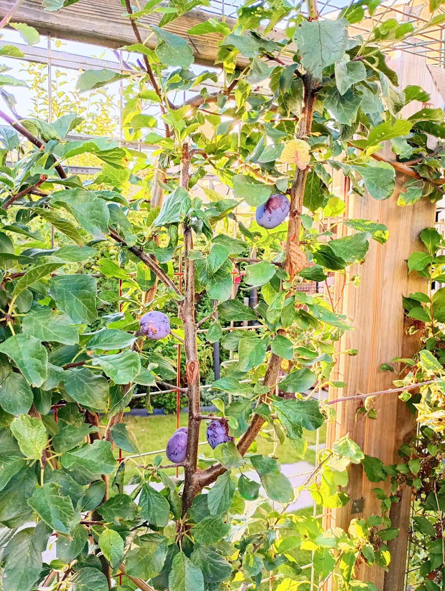 Foto 40 van Lupine 8