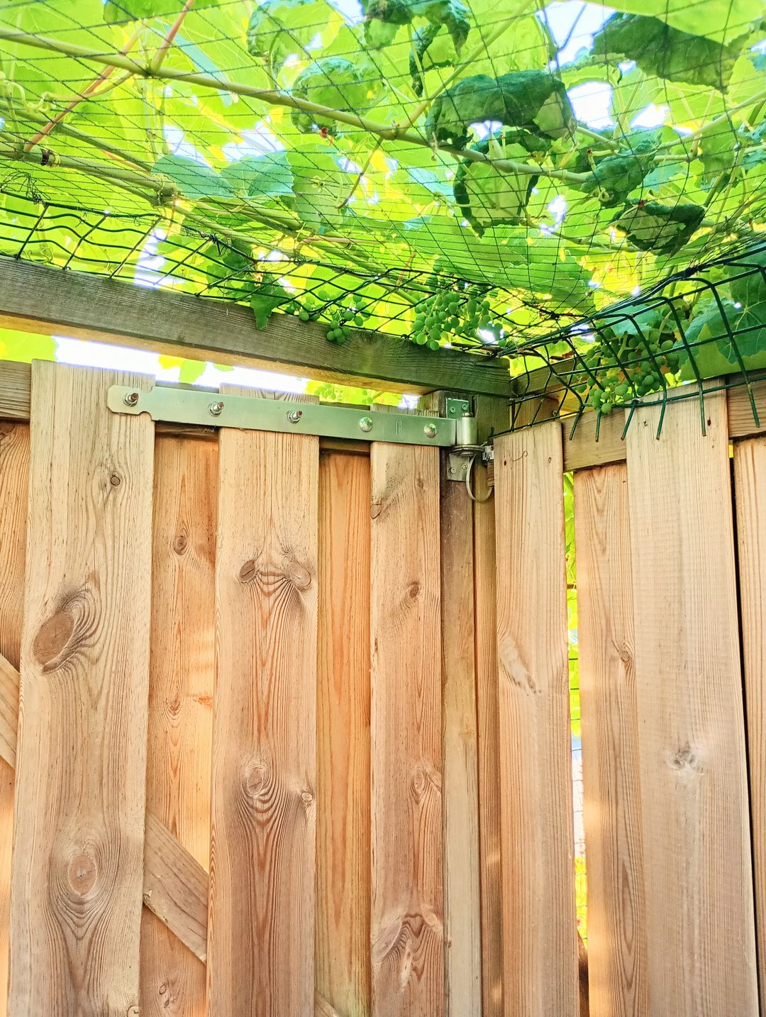 Foto 41 van Lupine 8