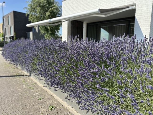 Foto 103 van Nico Jessekade 113