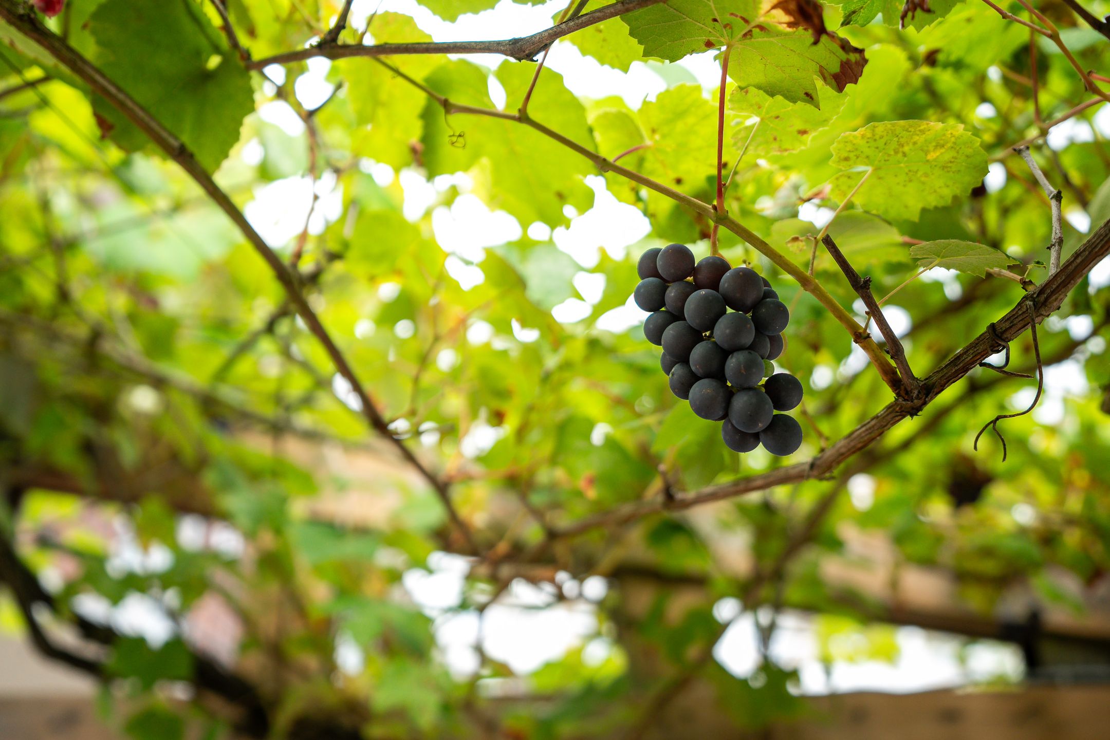 Photo 18 of Heliconweg 11