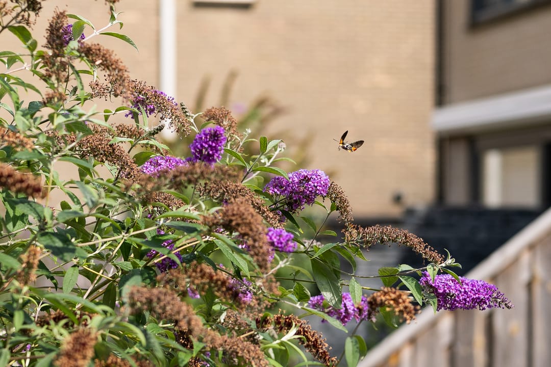 Foto 23 van De Waarden 9