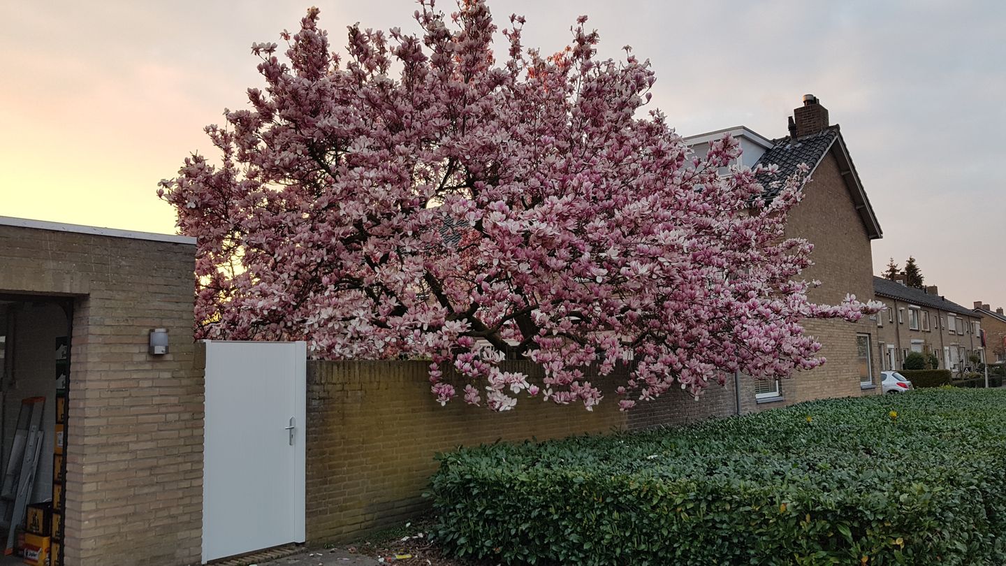 Photo 40 of Ganzerikstraat 30