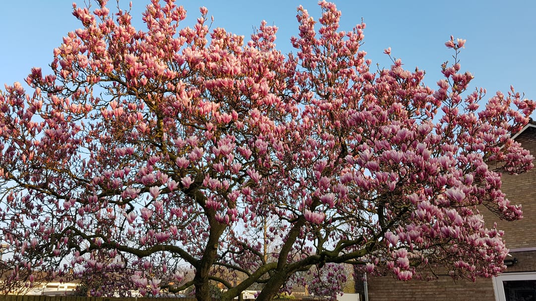 Photo 43 of Ganzerikstraat 30