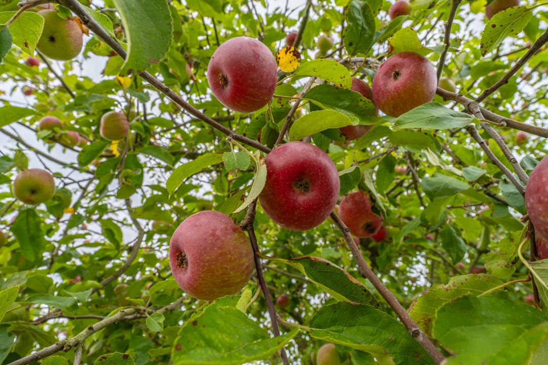 Foto 46 van Rijnbandijk 95