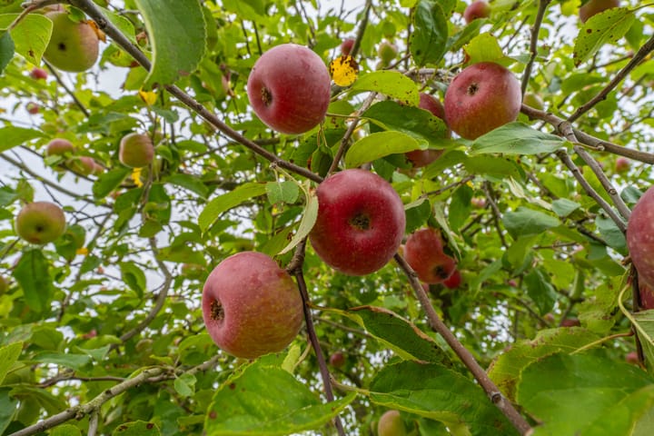 Photo 46 of Rijnbandijk 95