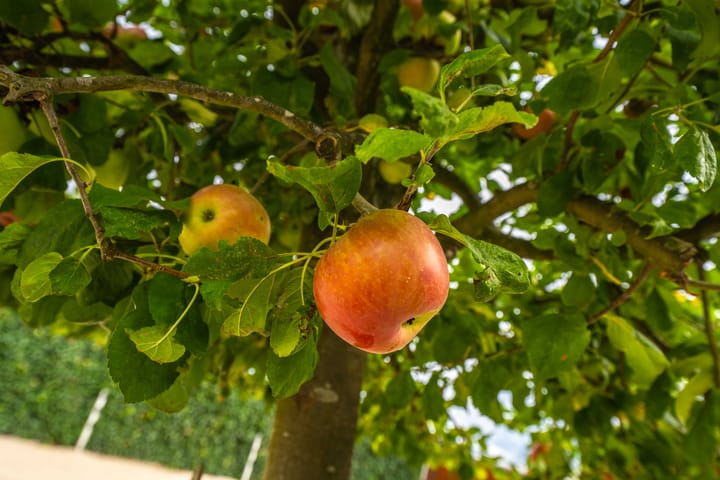 Photo 76 of Rijnbandijk 95