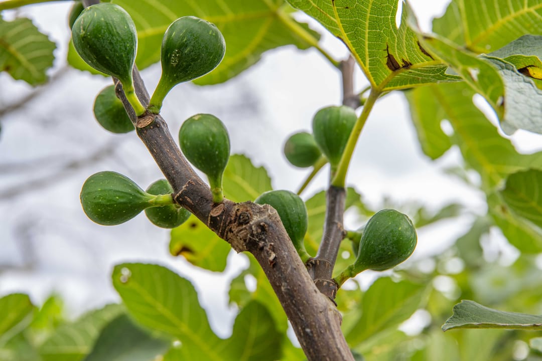 Foto 98 van Rijnbandijk 95