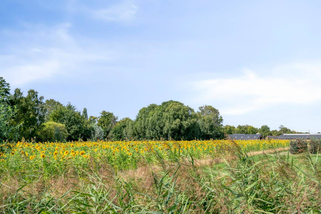 Photo 40 of Donkerbos 6