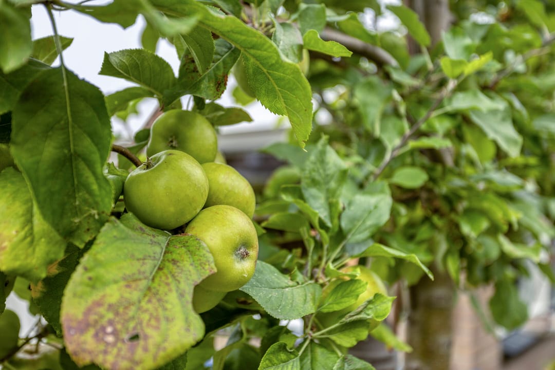 Photo 37 of Sleedoornhof 6