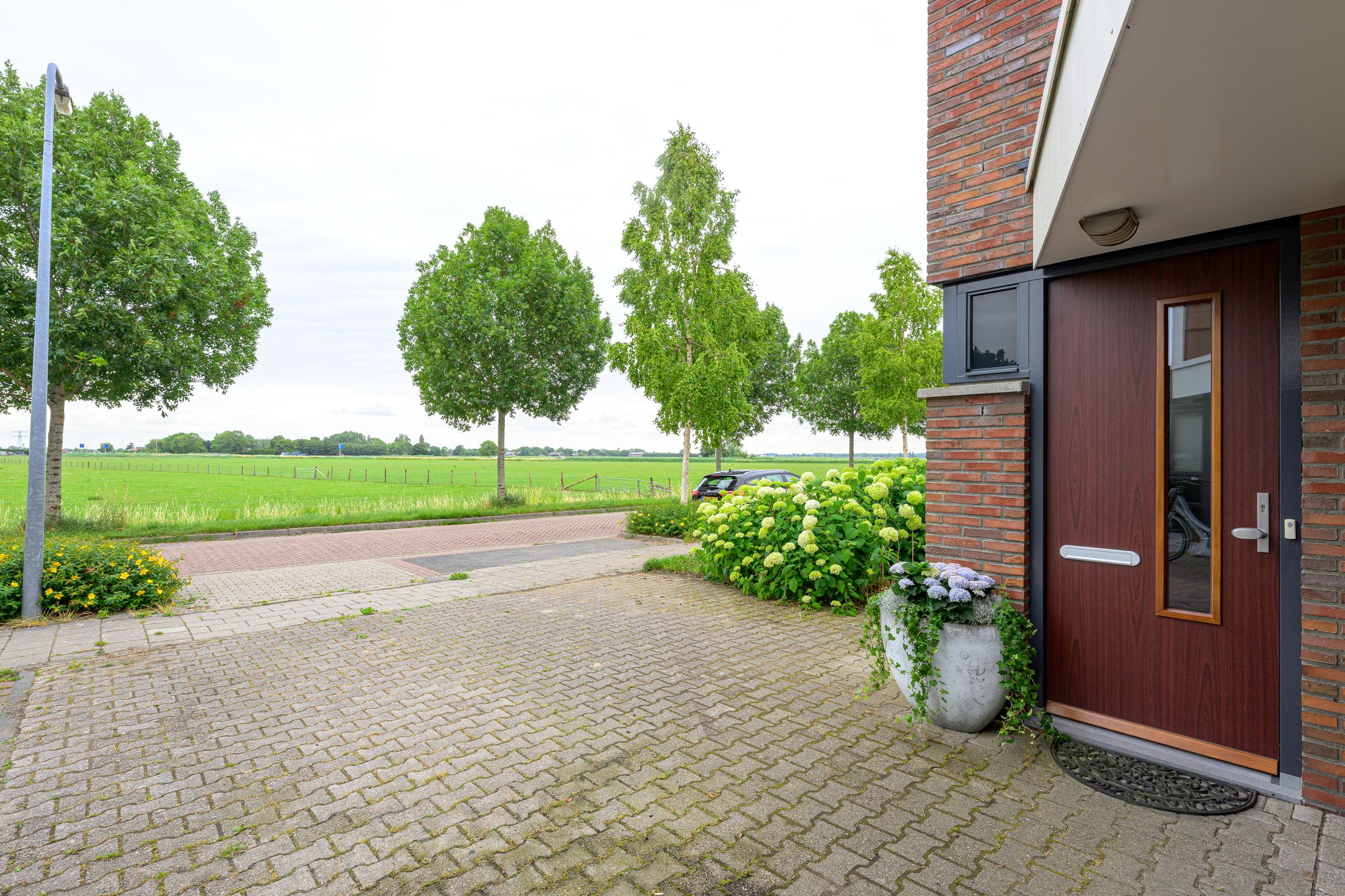 Foto 3 van Citroengras 11