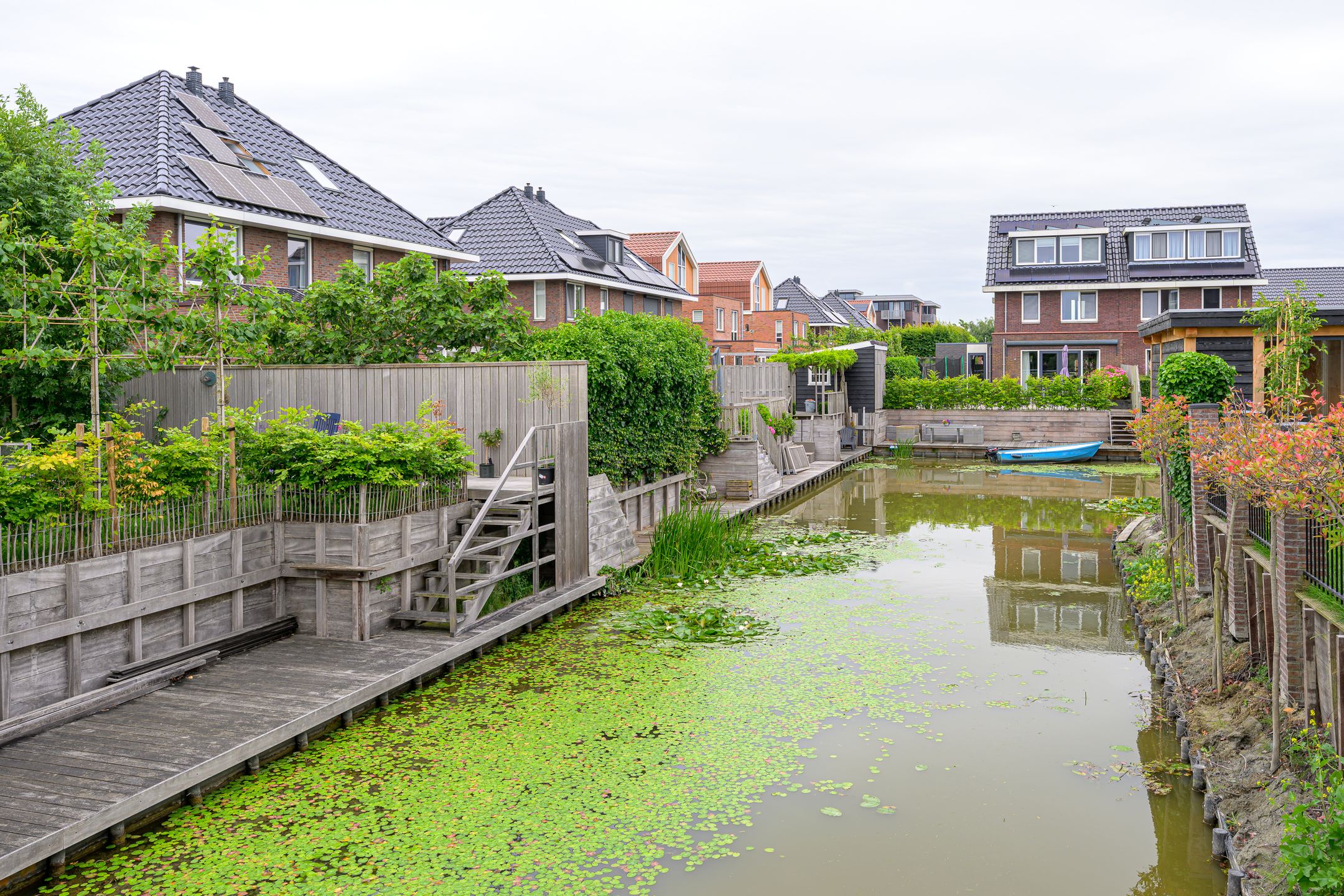 Foto 27 van Citroengras 11