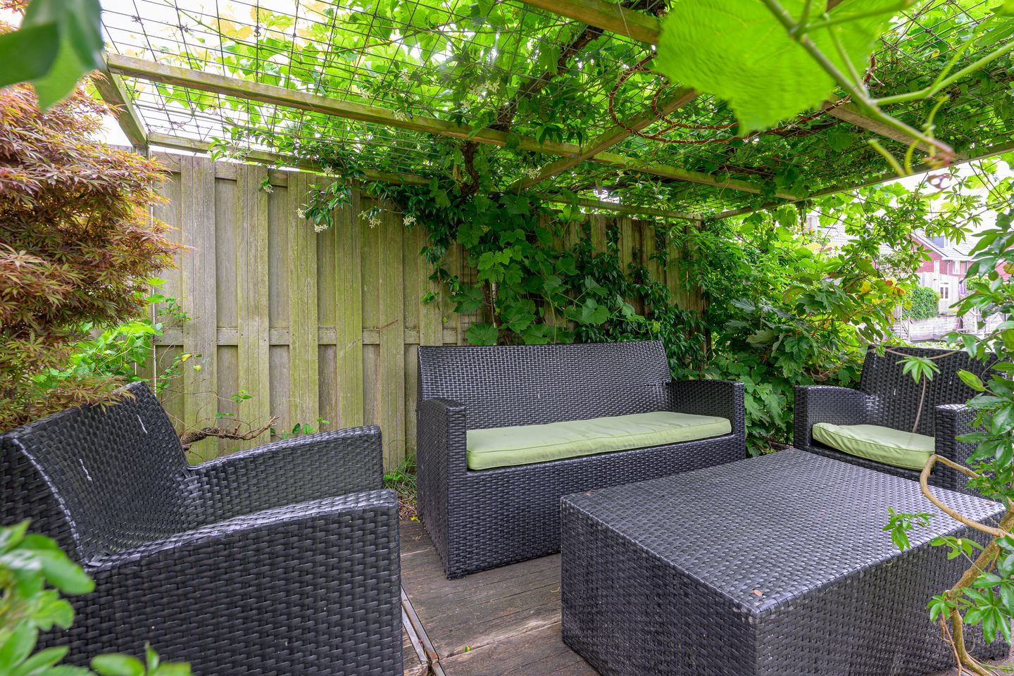 Foto 29 van Citroengras 11