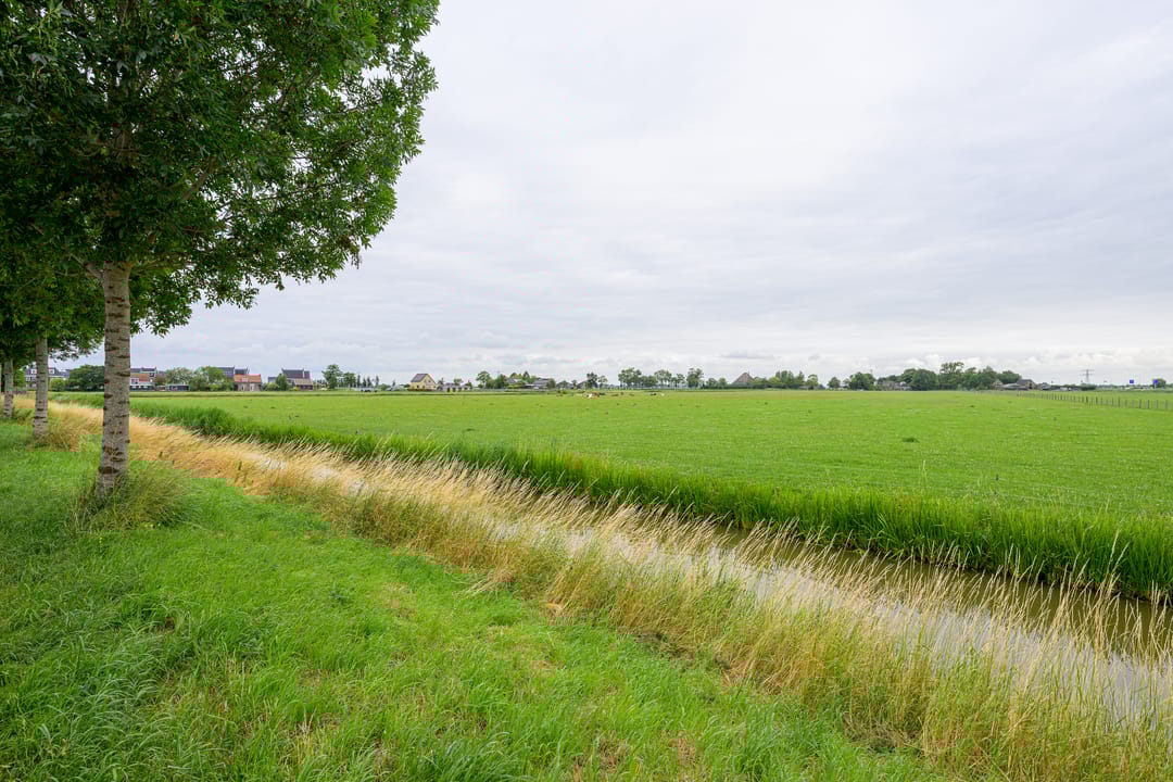 Foto 32 van Citroengras 11