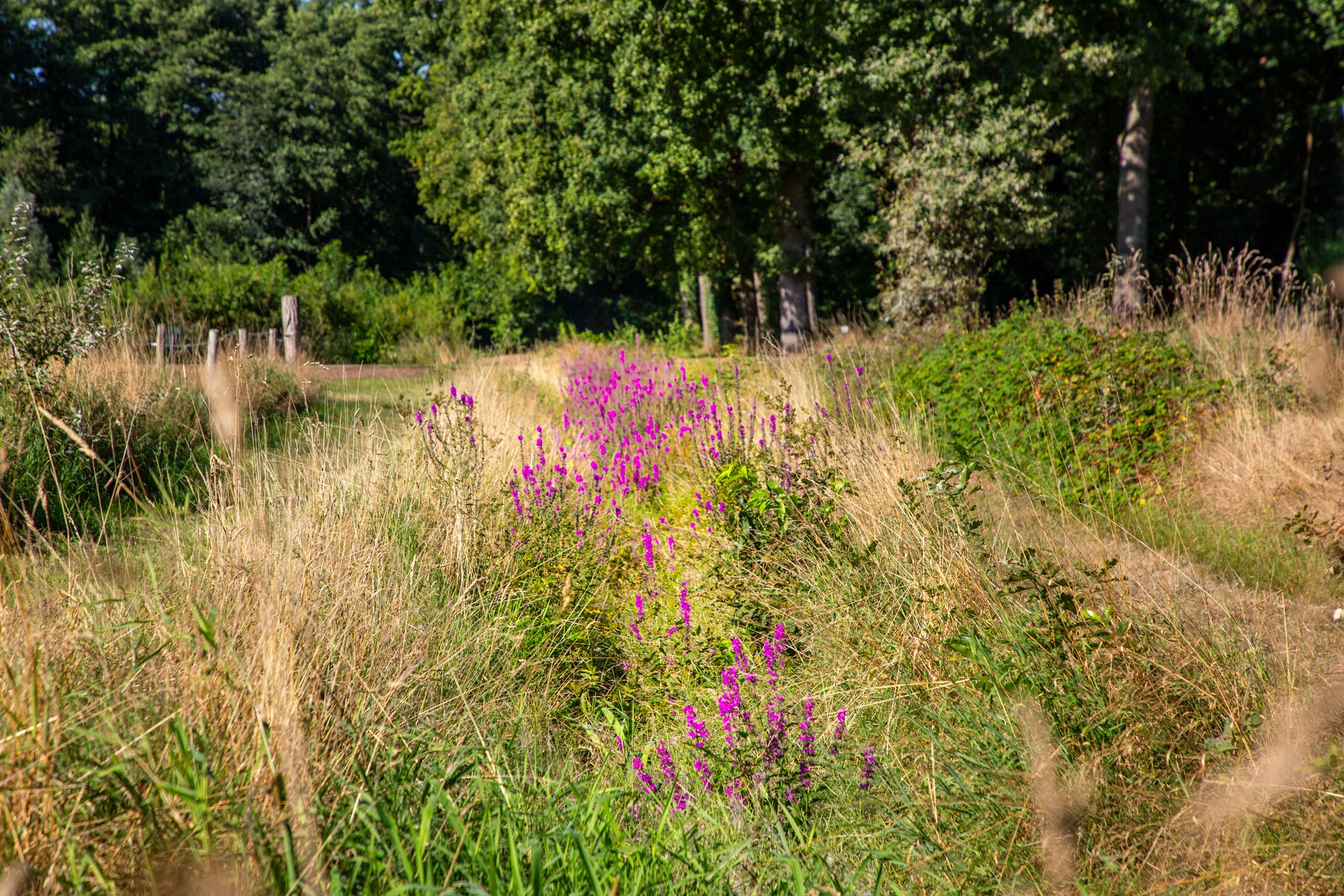 Photo 51 of Boldermansweg 10