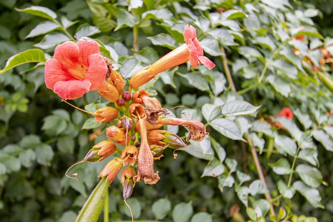 Foto 52 van Burgemeester van Randwijckstraat 35