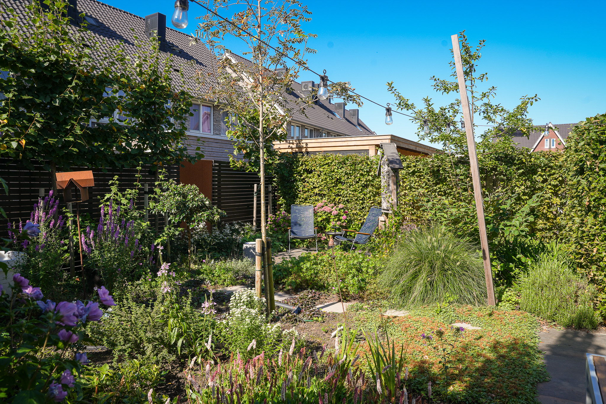 Foto 36 van Zwarte Roodstaart 12