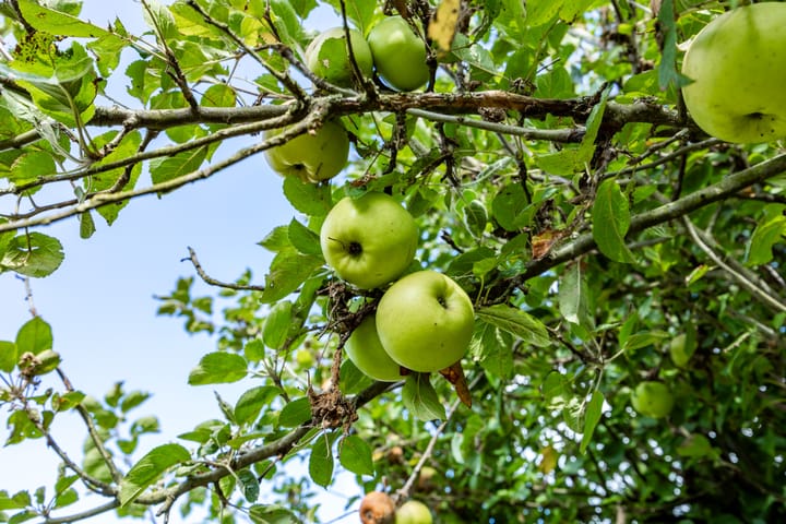 Foto 56 van Langestraat 50