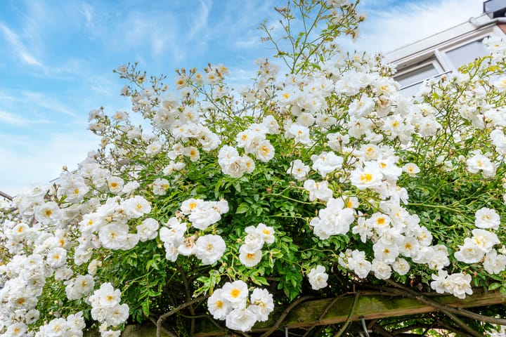 Foto 22 van Ampèrestraat 69