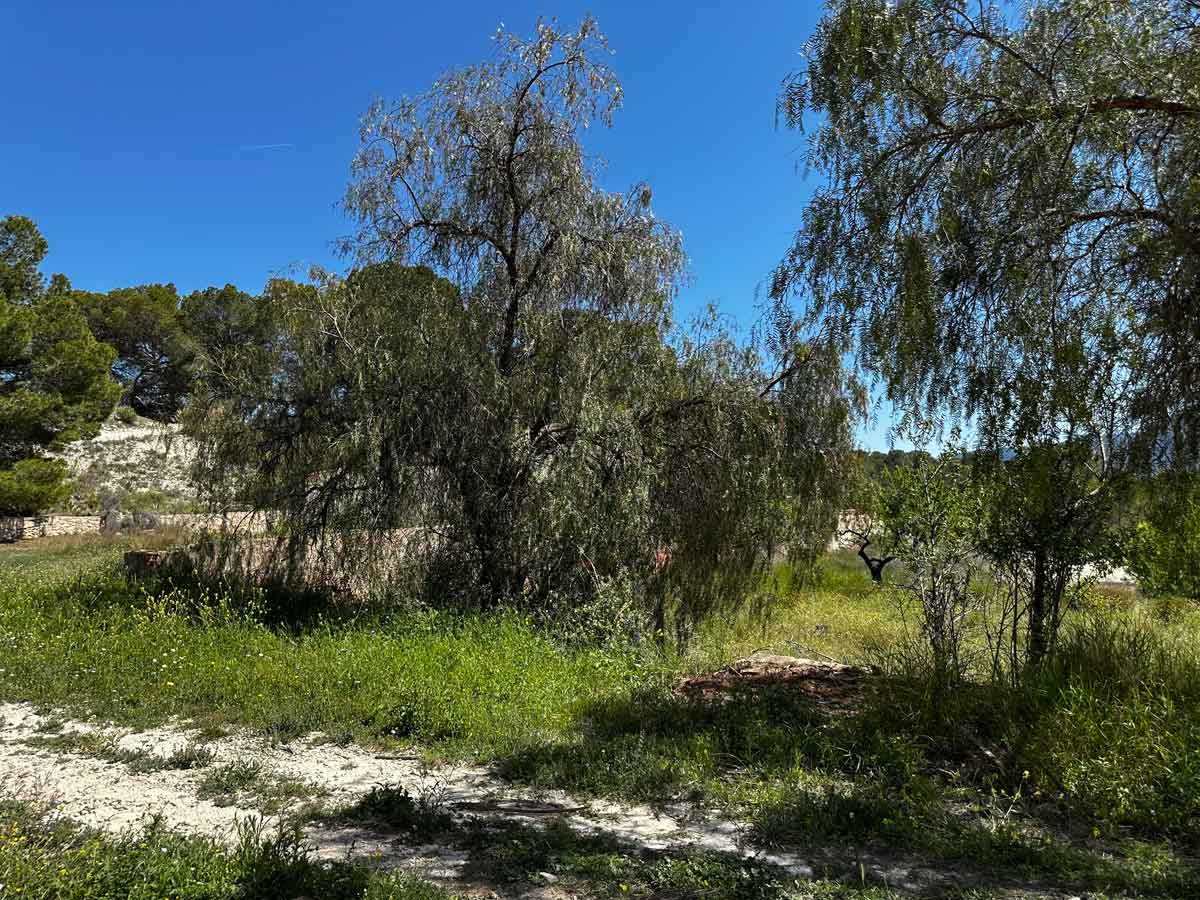 Foto 4 van Finca Petrer