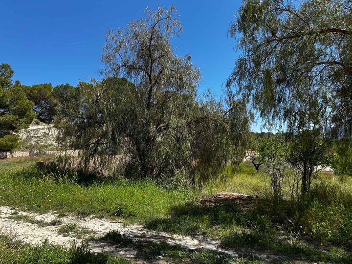 Foto 4 van Finca Petrer
