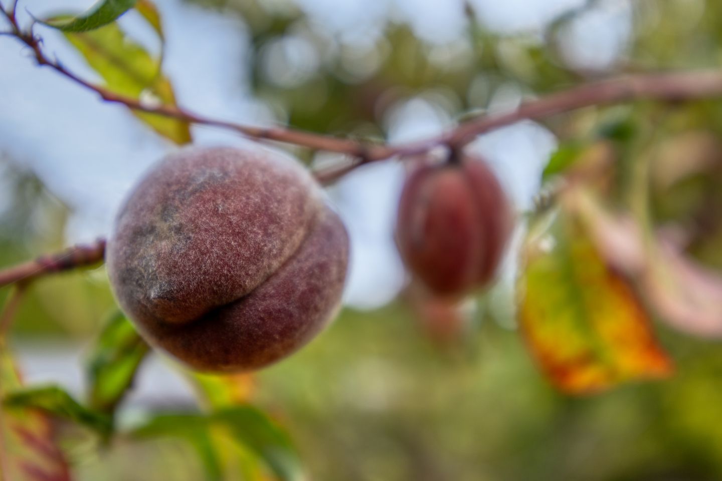 Foto 44 van Achterbergsestraatweg 106