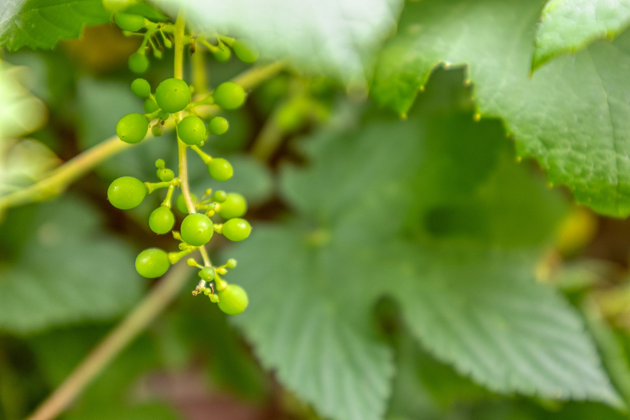 Foto 45 van Achterbergsestraatweg 106