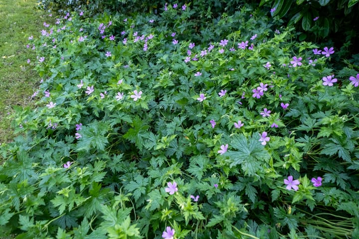 Foto 55 van Halbe Wiersemaweg 12