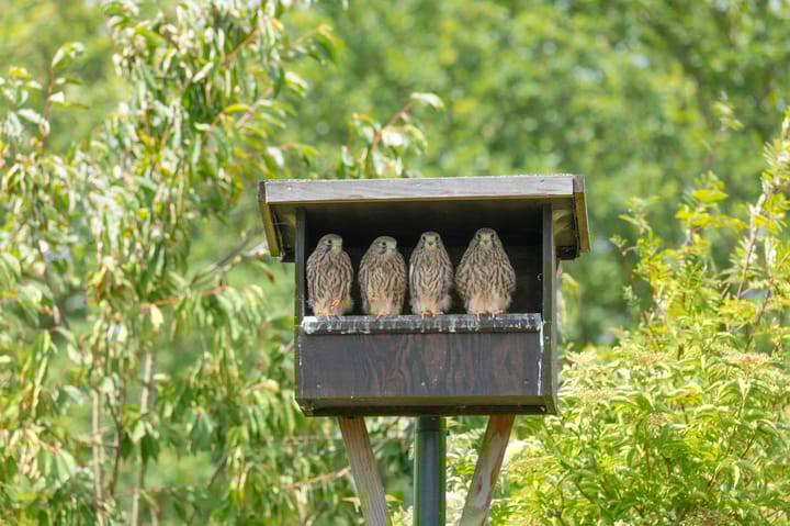 Foto 67 van Boterveen 13