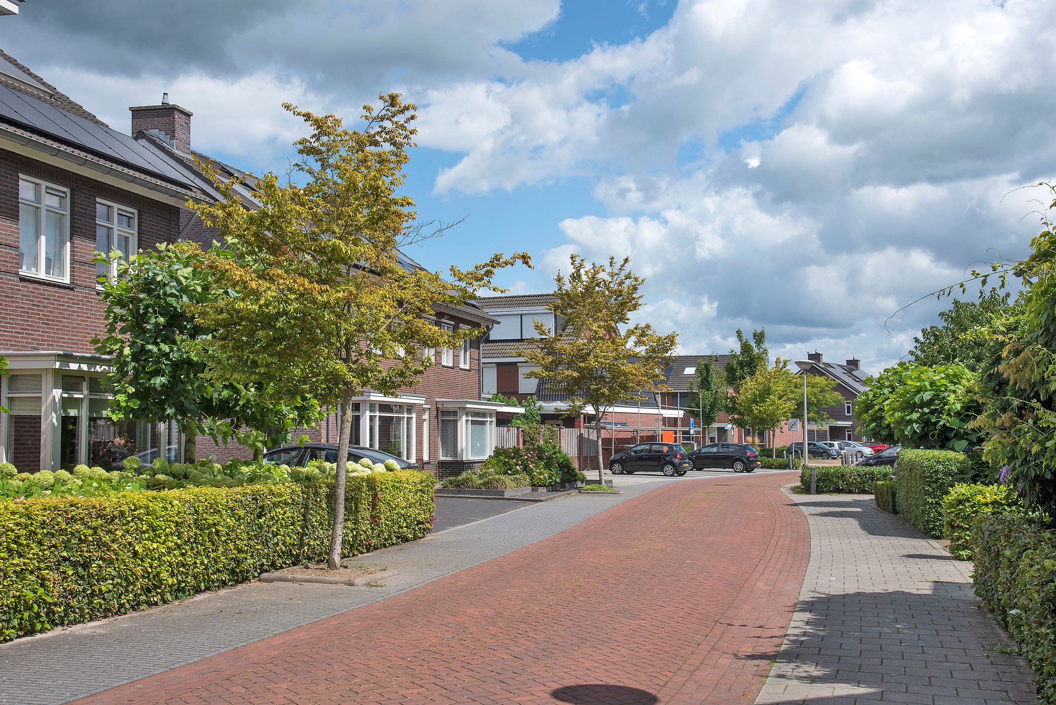 Foto 3 van Pinksterbloem 8