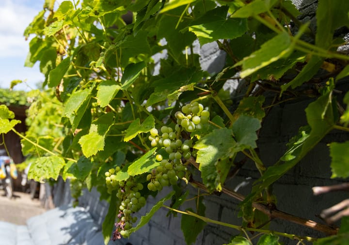 Foto 62 van 't Slag 18