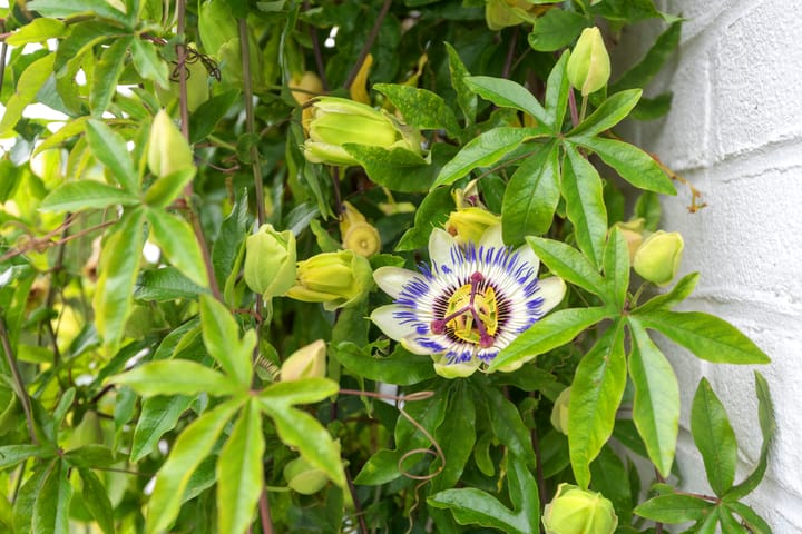 Foto 9 van Leidsevaart 554