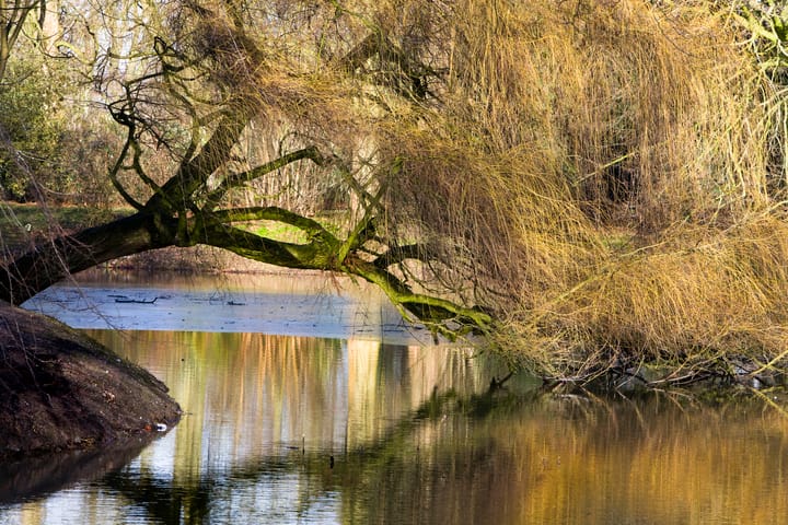 Foto 30 van C. van Maasdijkstraat 96-A