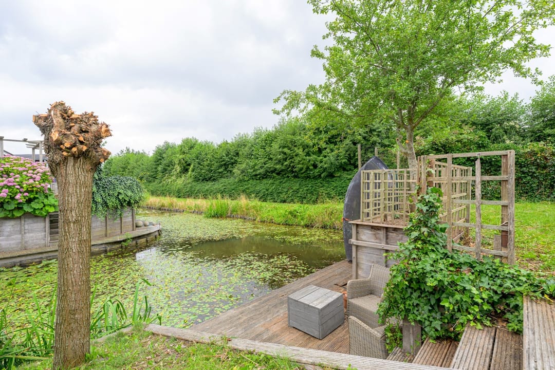 Foto 41 van Citroengras 17