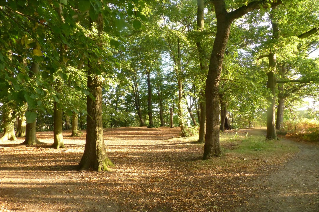 Foto 47 van Vogelenzang 8