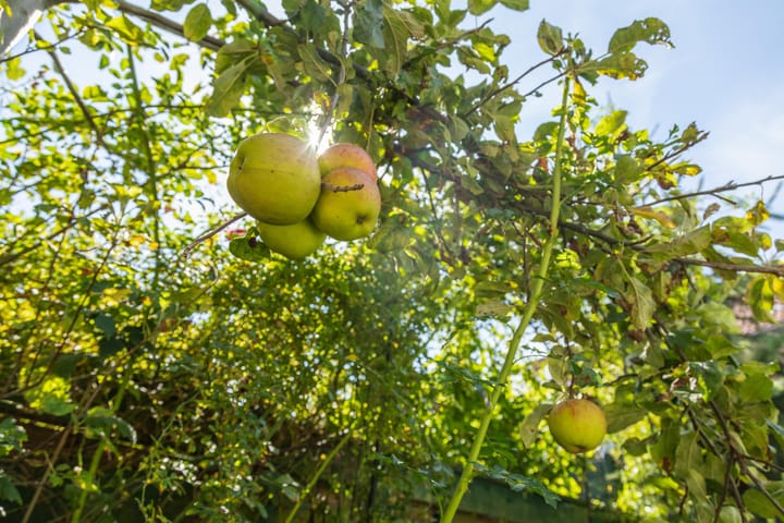 Foto 17 van Voornestraat 13