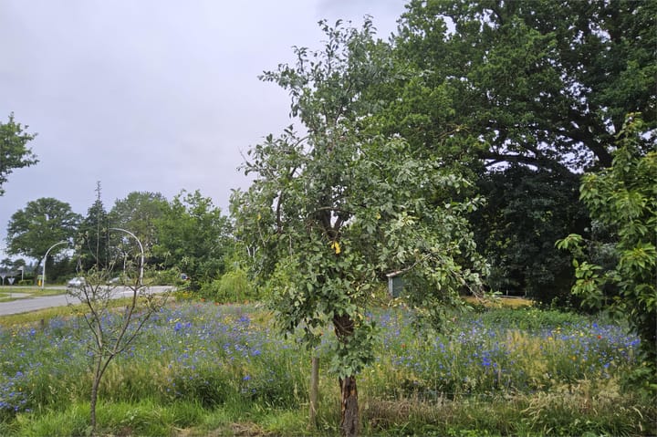 Foto 40 van Eekterweg 3