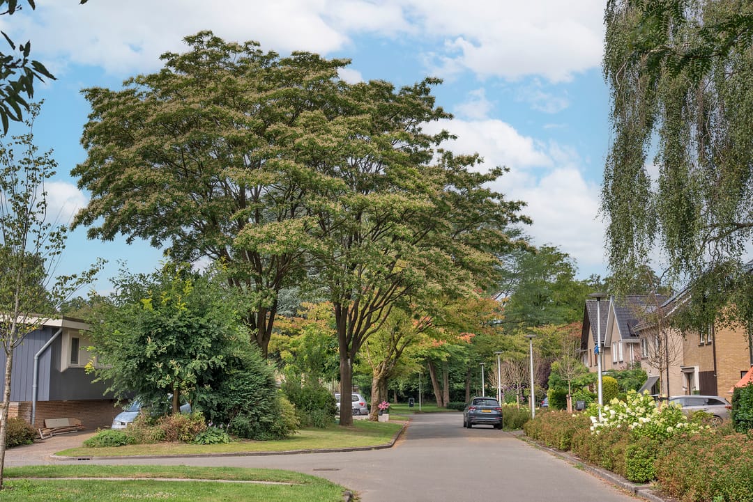 Foto 46 van Theo van Loonstraat 25