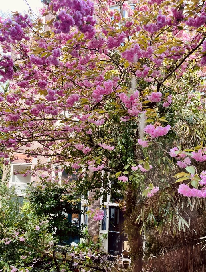 Foto 18 van Lindengracht 186