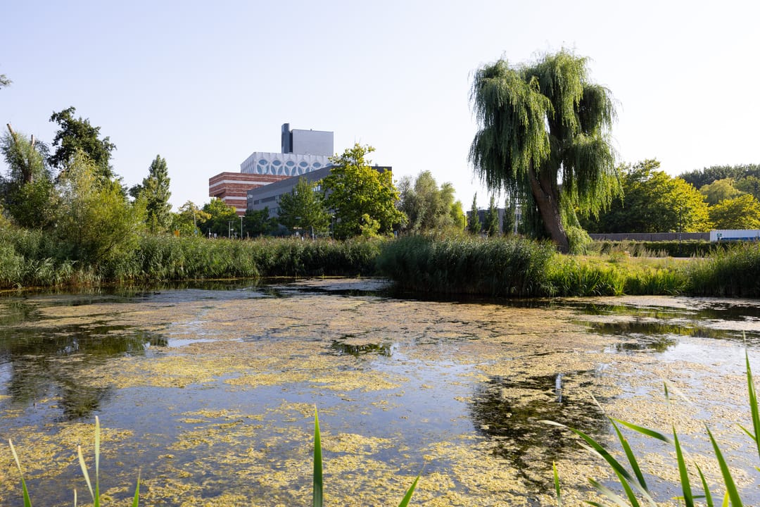 Photo 41 of Faljerilstraat 13