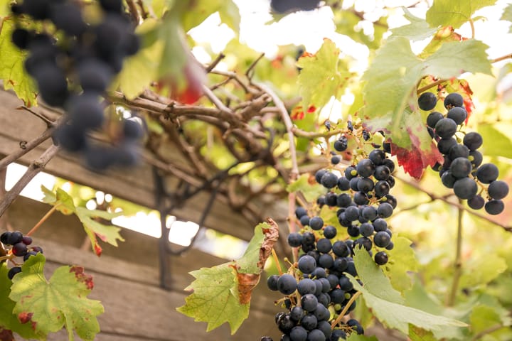 Foto 39 van Rietgans 11