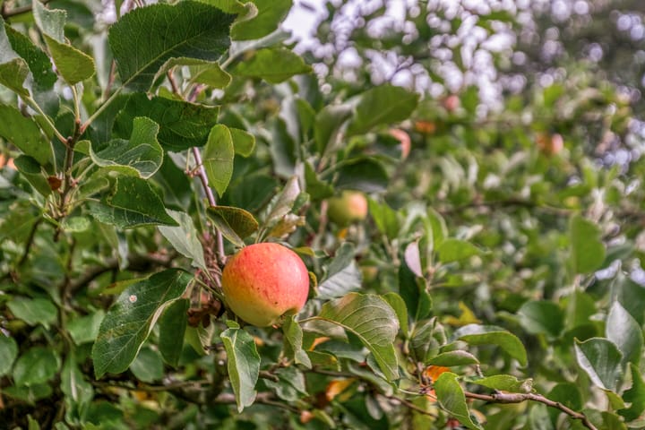 Foto 35 van Prunusstraat 5