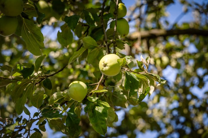 Foto 54 van het Wiemelink 7