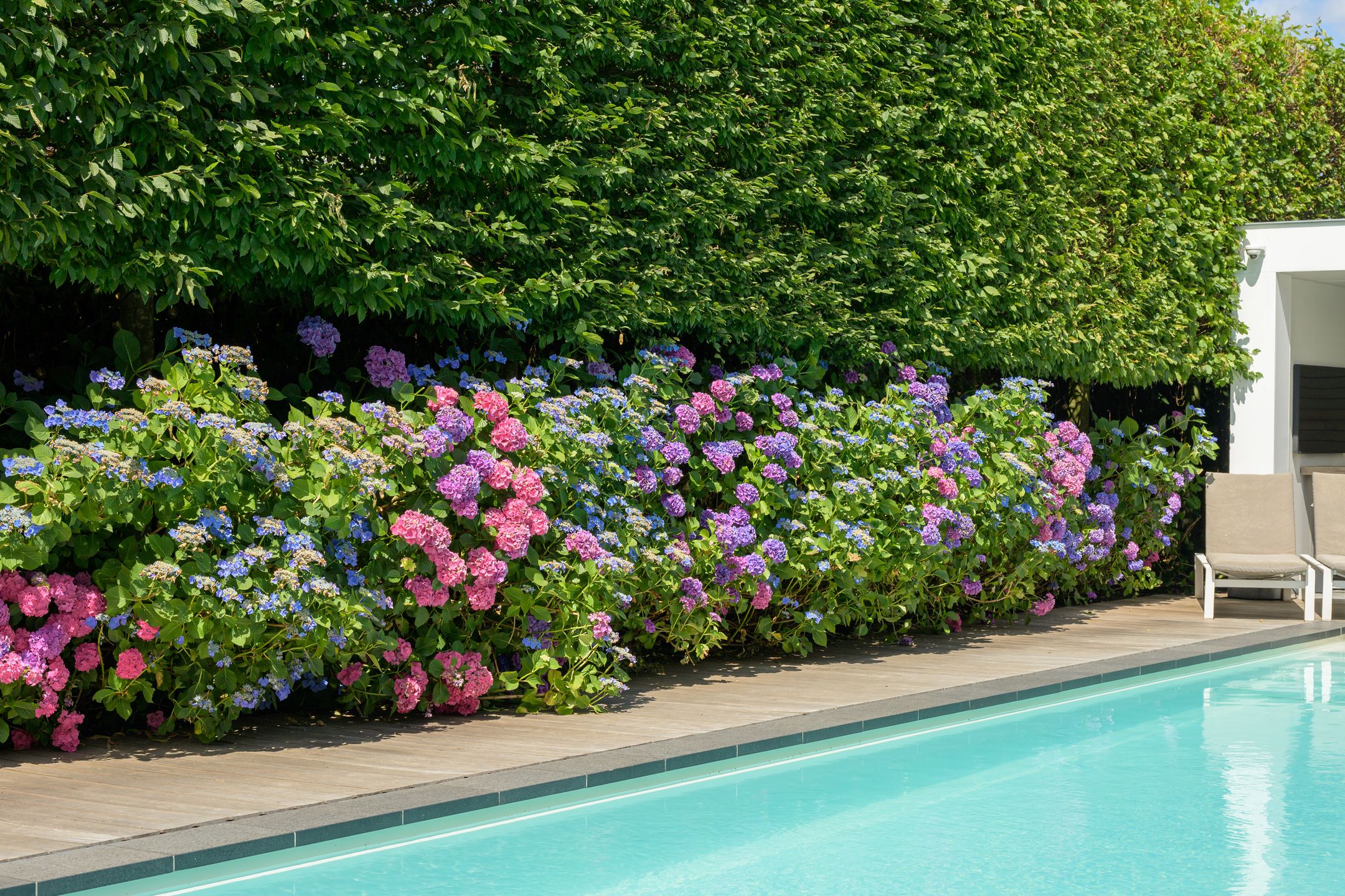 Foto 93 van Dassenlaar 14