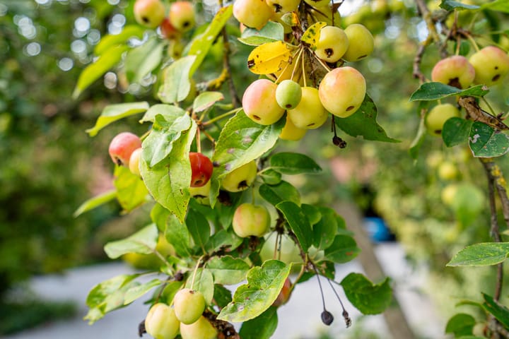 Foto 74 van Boergrup 31