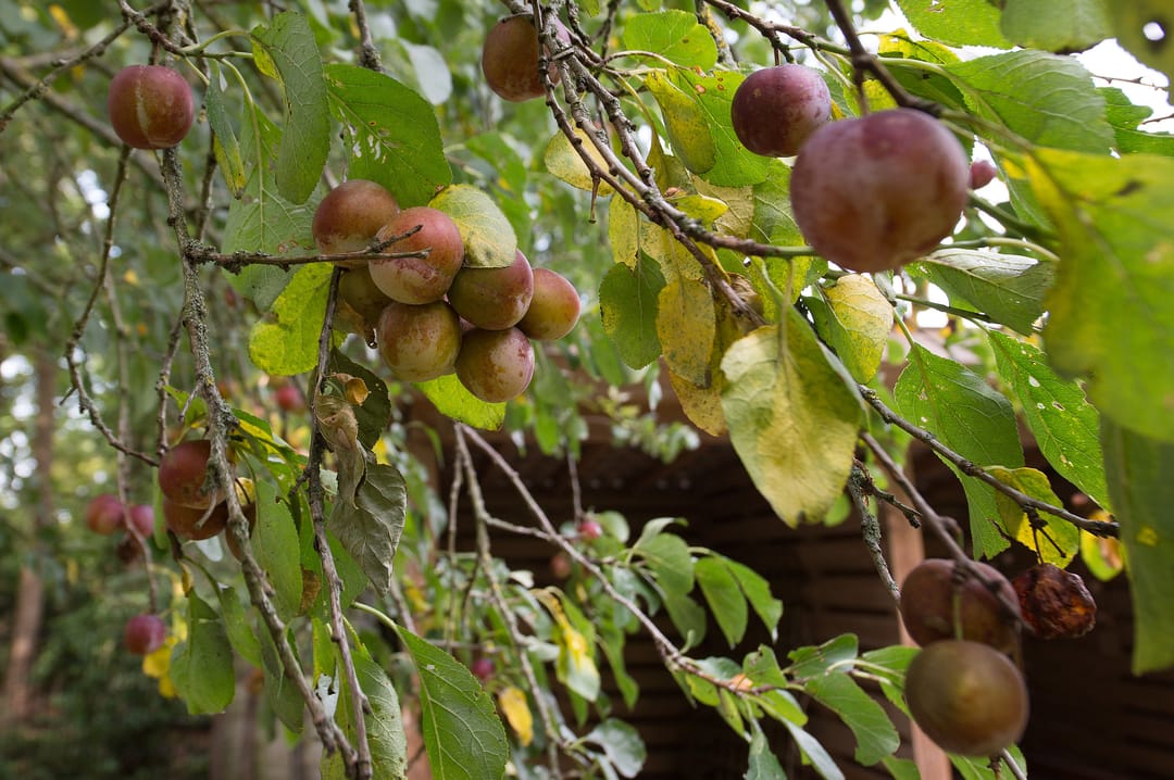 Foto 67 van Westerbosje 4