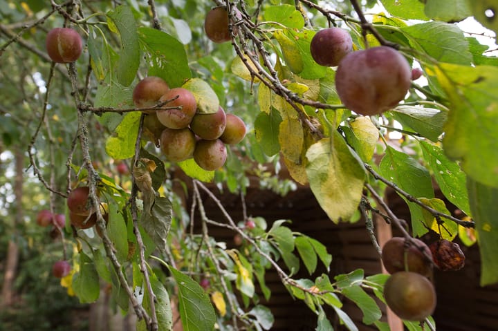 Foto 67 van Westerbosje 4