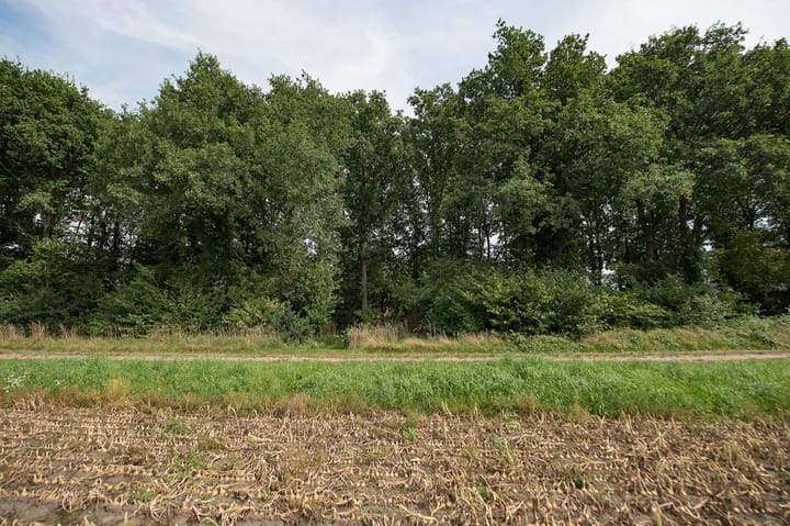 Foto 73 van Westerbosje 4